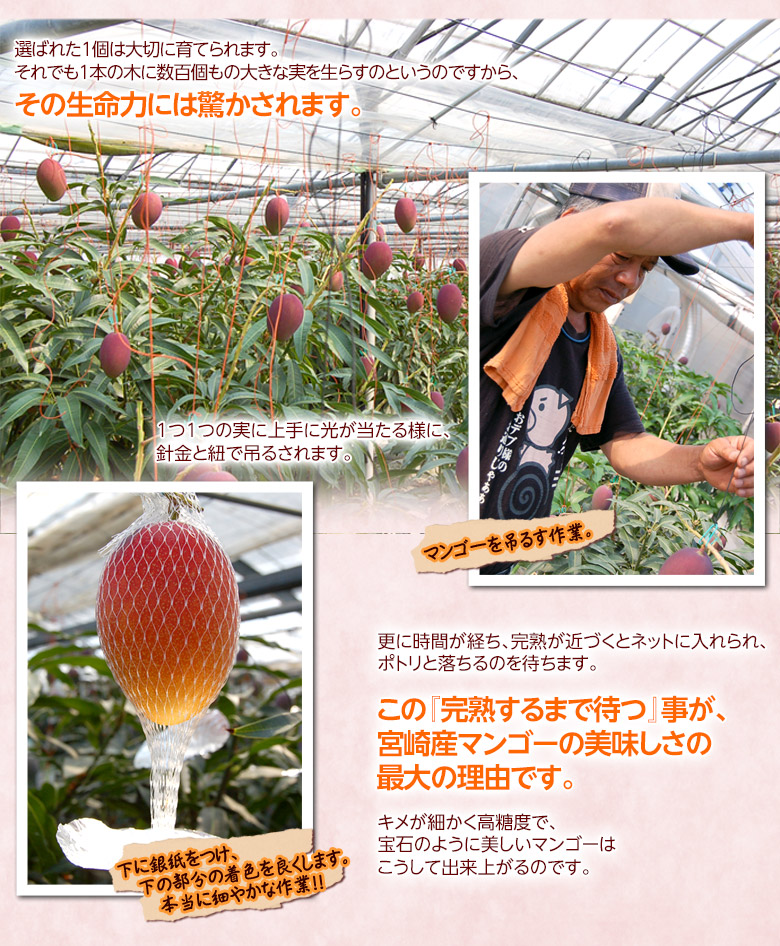 完熟マンゴー　サイズミックス　L.M.S mango-2.jpg